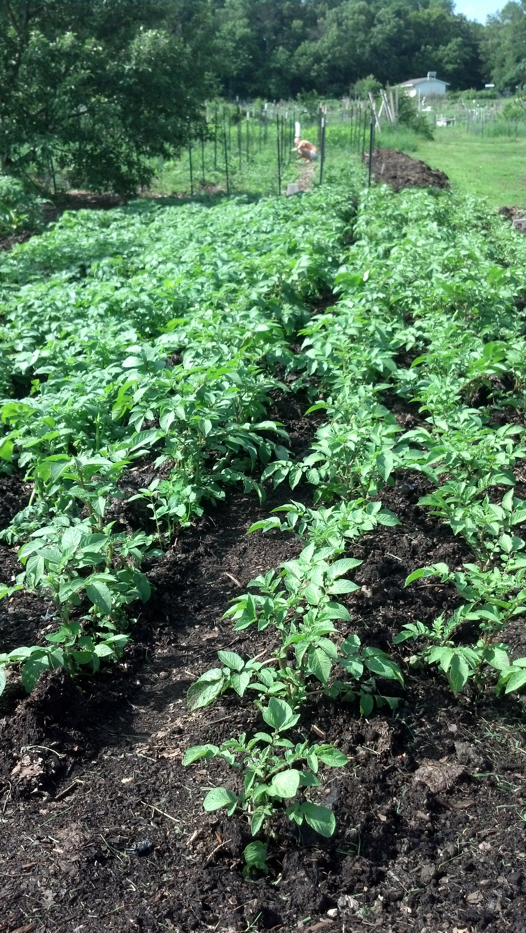 Potatoes - with a generous helping of leaf mulch.