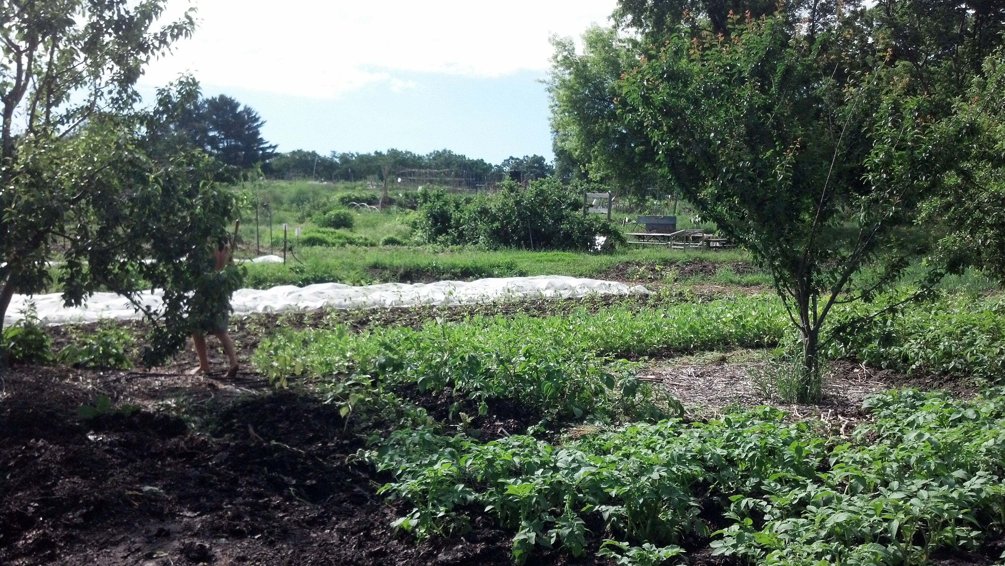 F.H. King student farm