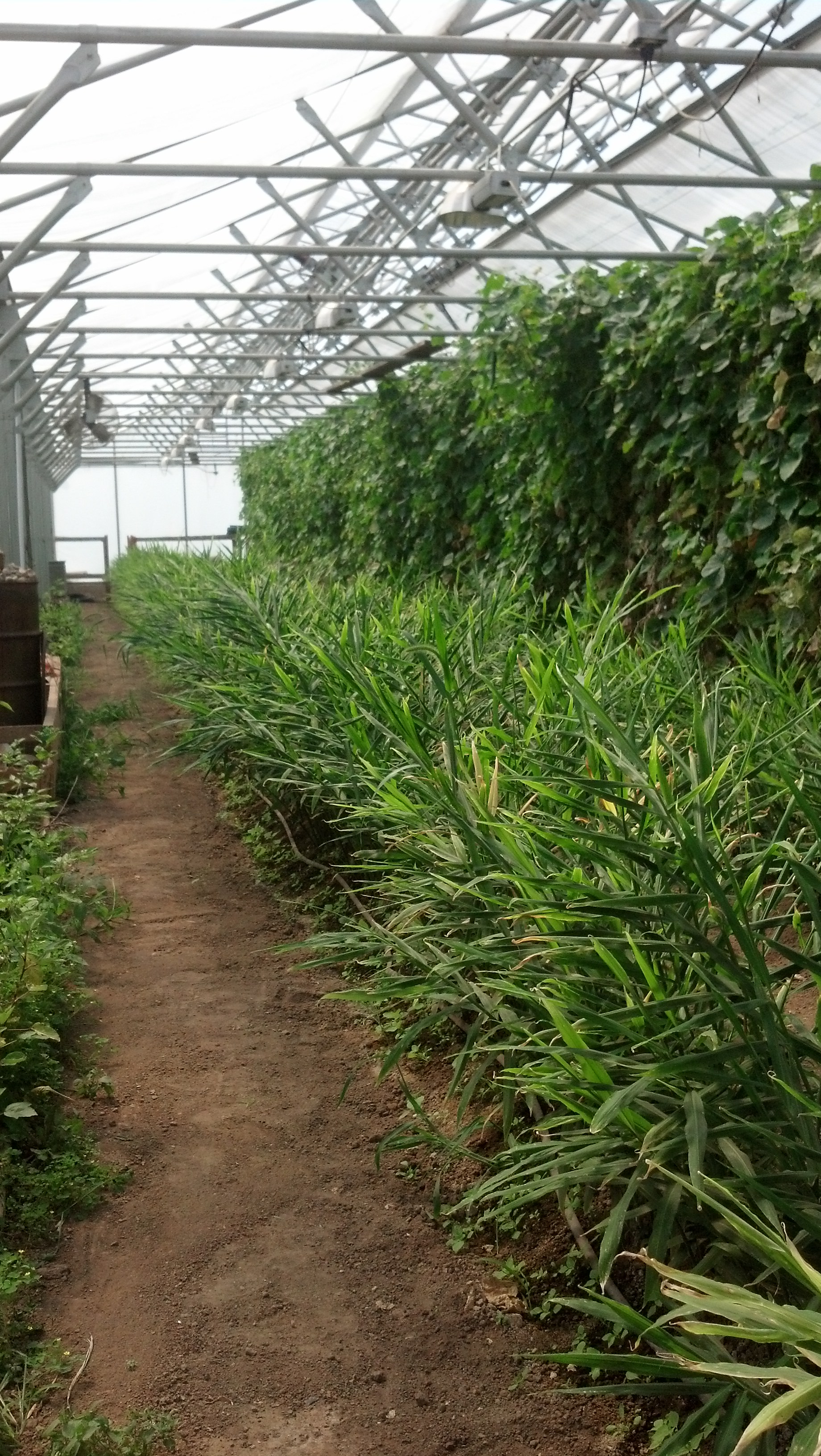 Ginger at Whitewater Gardens Farm, Altura MN. Ginger at Whitewater Gardens Farm, Altura MN.
