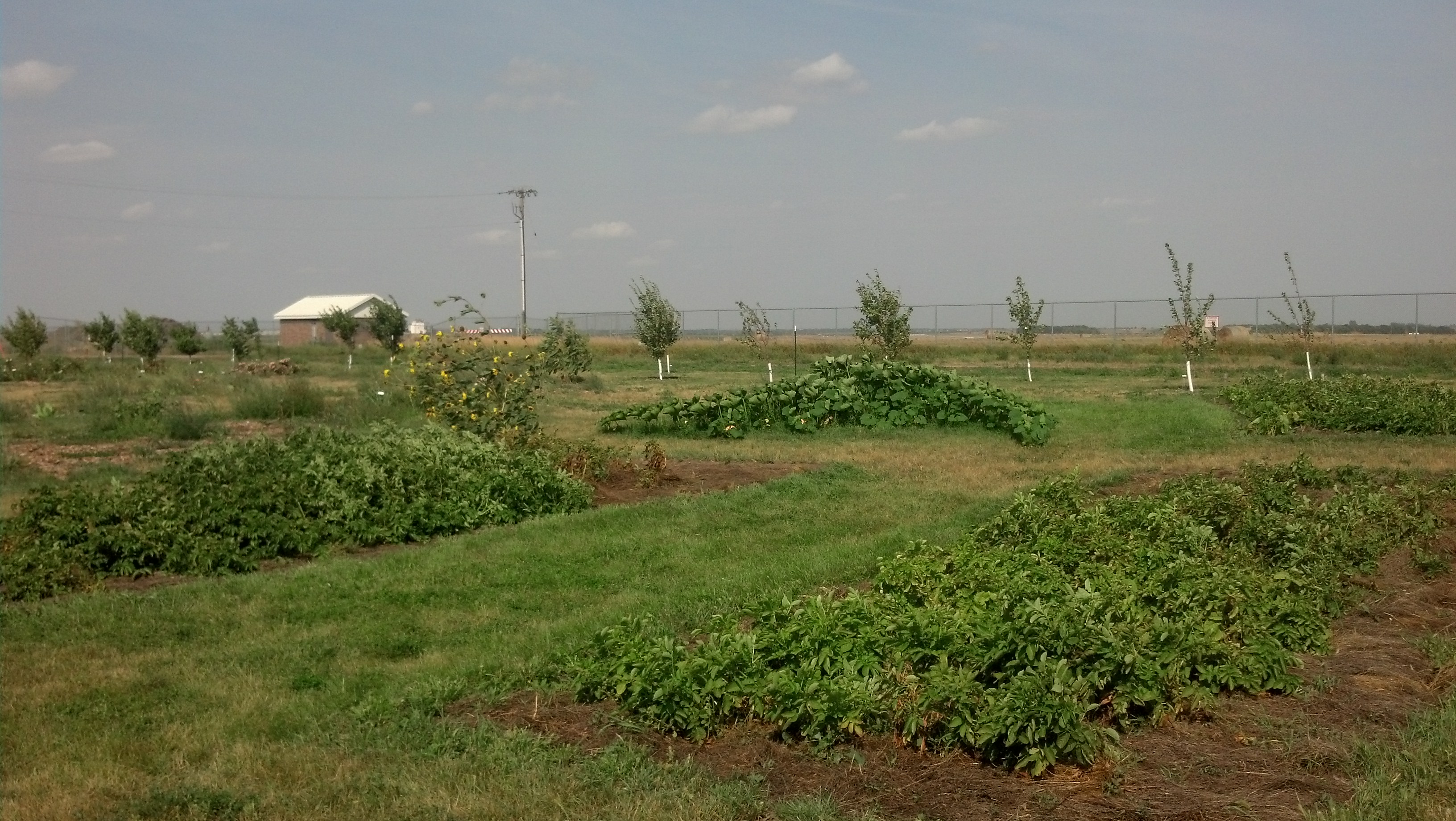 Potato plots in the UTTC Dragonfly Garden IMG_20130823_161617_664
