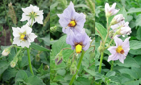 Flower colors in Dwight Duke's breeding plots hint at the genetic diversity they contain