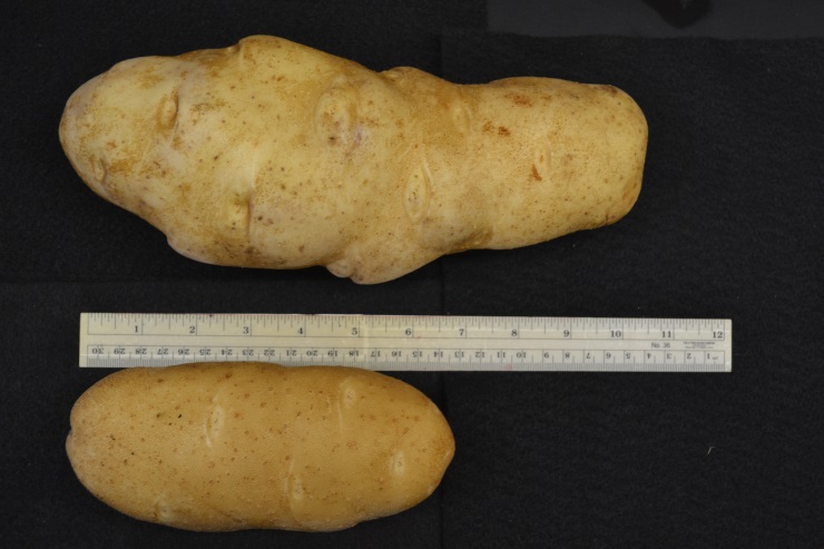 Silverton potato tubers - indeterminate mutant (top), normal clone (bottom)