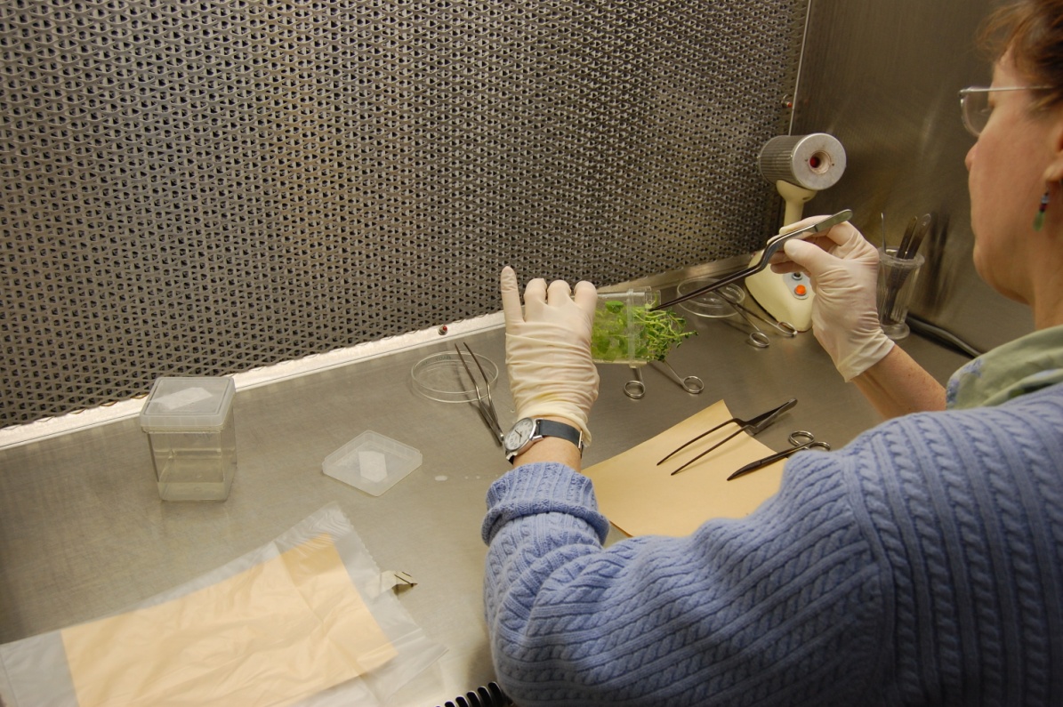 tissue culture 1
