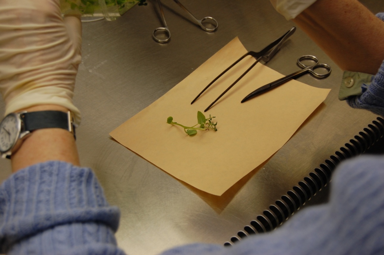 A length of stem ready to be cut into nodal 'explants' - a new plant will grow from each.