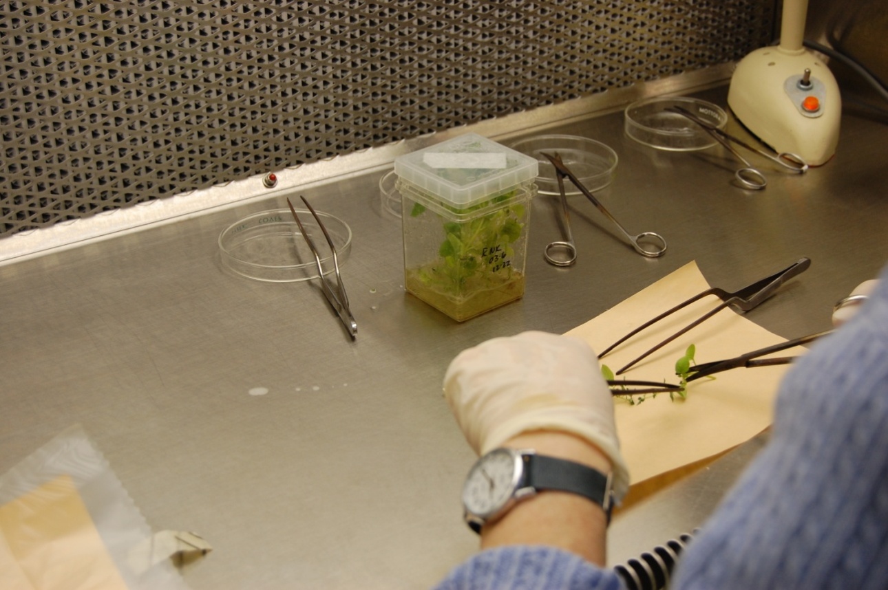 maintaining-potato-varieties-in-tissue-culture-and-why-variety-trials