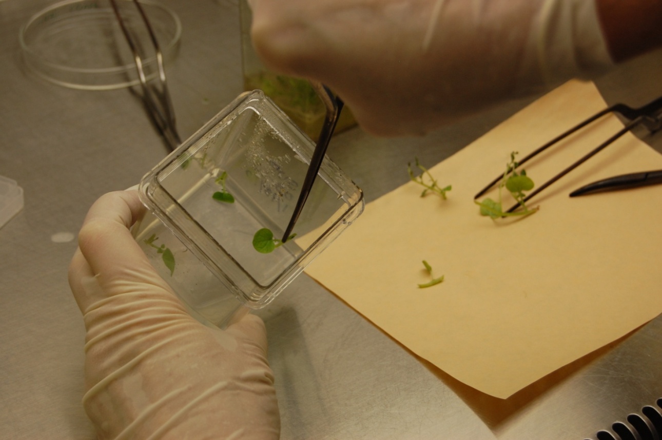 Placing the nodal 'explants' - or cuttings - into a fresh media container