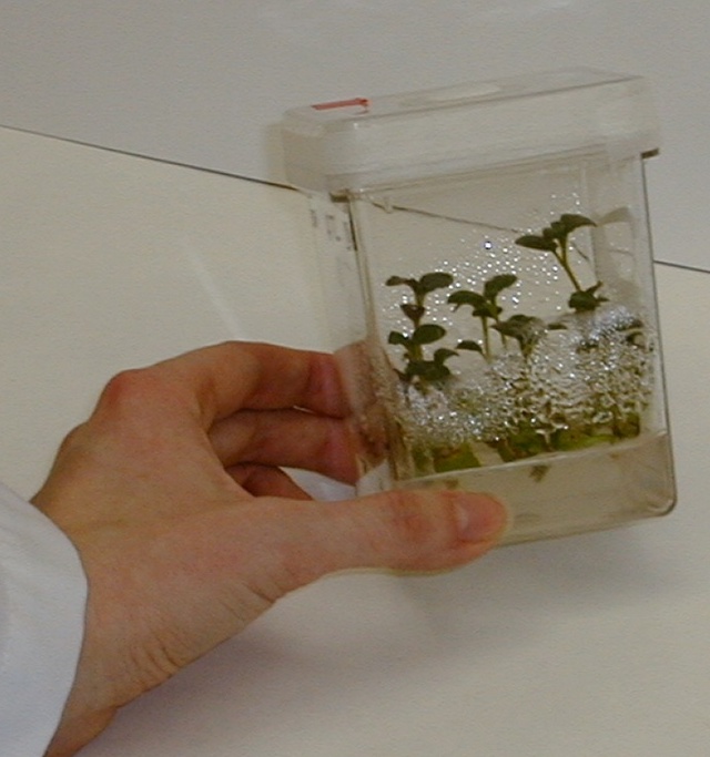 tissue culture cube