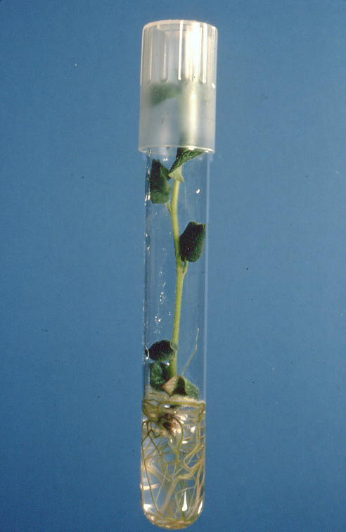 tissue culture tube