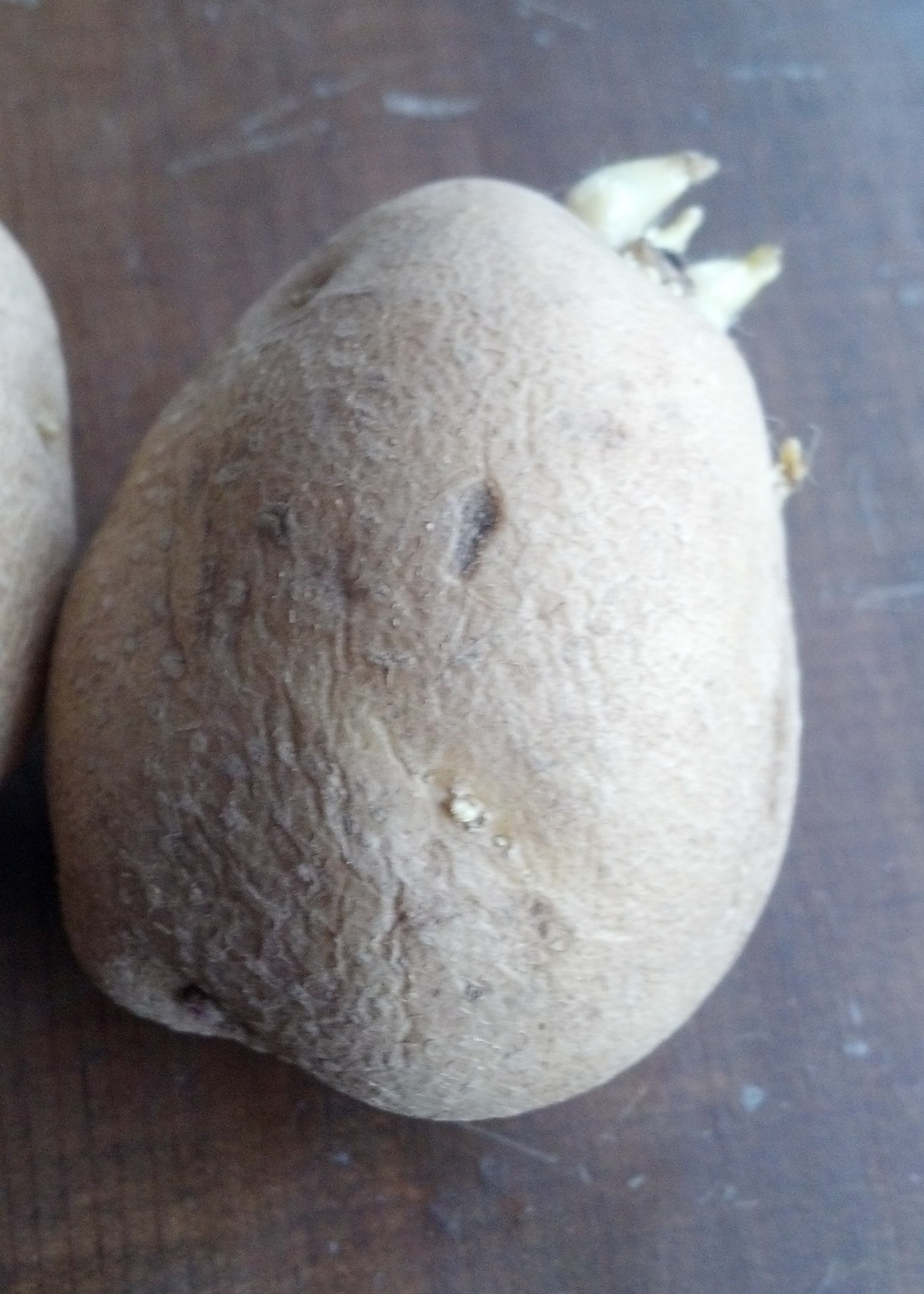 yellow tuber sprouting
