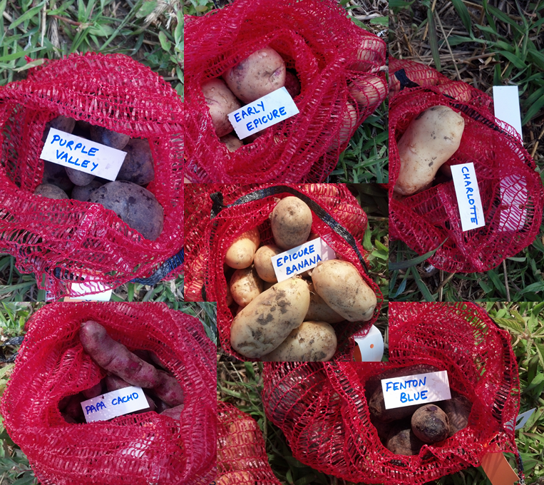 6 varieties
