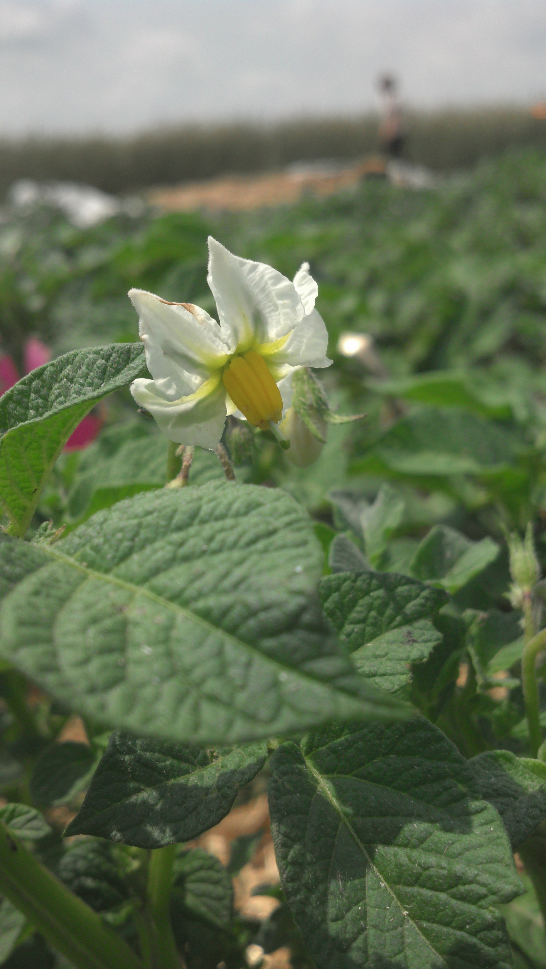 Potato variety "Barbara" from USDA Sturgeon Bay collection