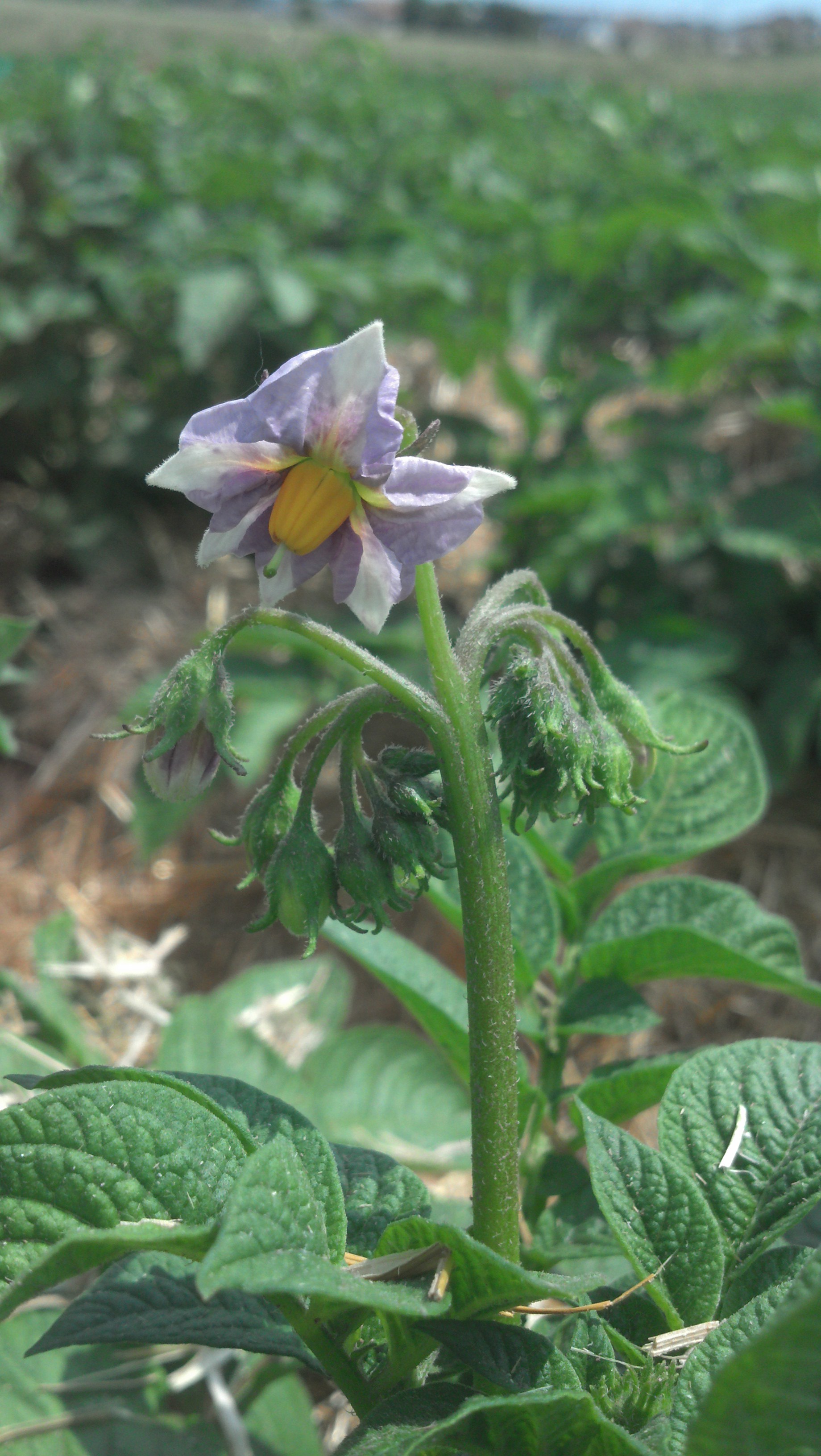 Potato variety "Hunter" from Seed Savers Exchange collection