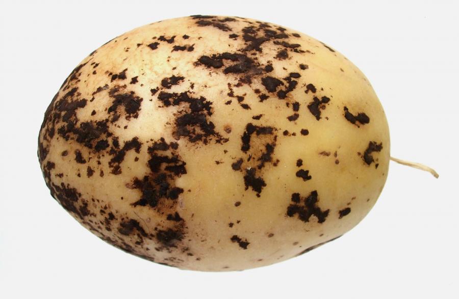 Black scurf on a potato tuber. Picture from: www.potato.org.uk
