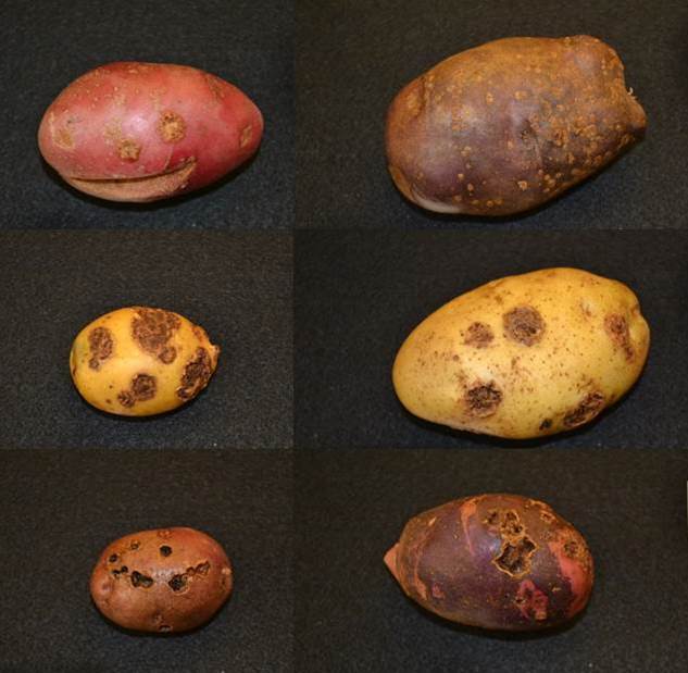 Different types of common scab lesions on potatoes. The bottom row shows tubers suffering from pitted scab.