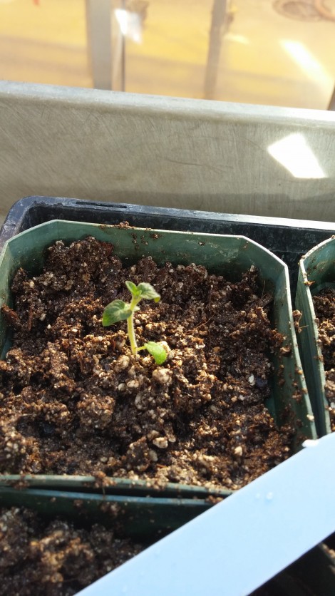 Seedling from true potato seed (TPS) - just transplanted!