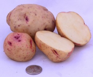"Australian Crawlers" tubers from 2014 field trials at West Madison Agricultural Research Station.