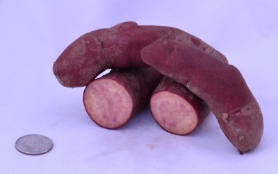 Papa Cacho tubers from 2014 field trials at West Madison Agricultural Research Station