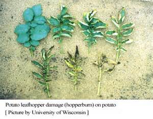 progression of leafhopper damage. 